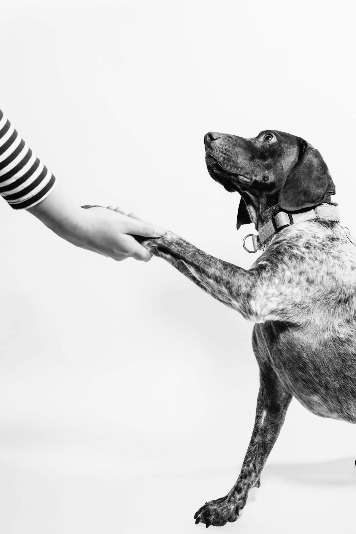 PetGearLabs - Expert Pet Equipment Reviews