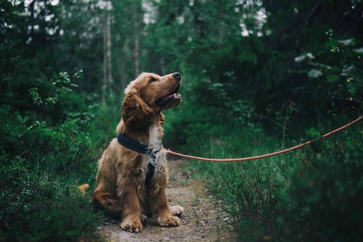 PetGearLabs - Expert Pet Equipment Reviews
