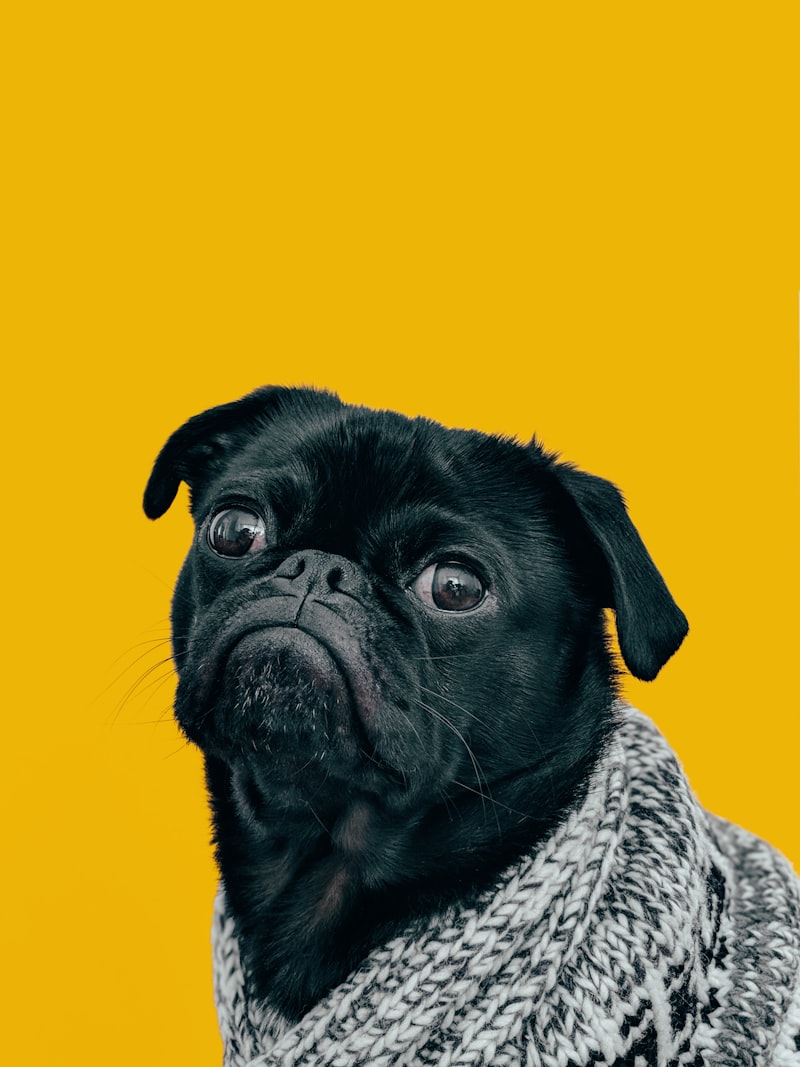 PetGearLabs - Expert Pet Equipment Reviews