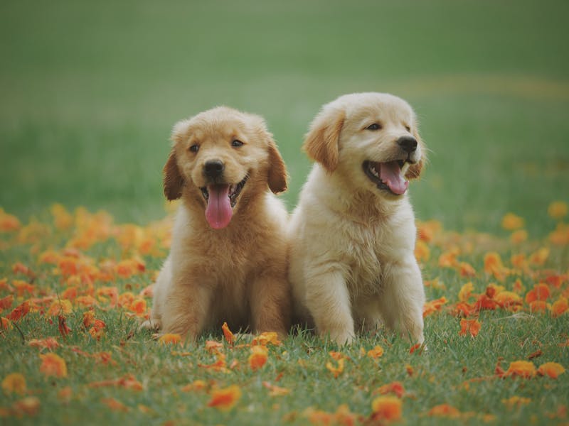PetGearLabs - Expert Pet Equipment Reviews