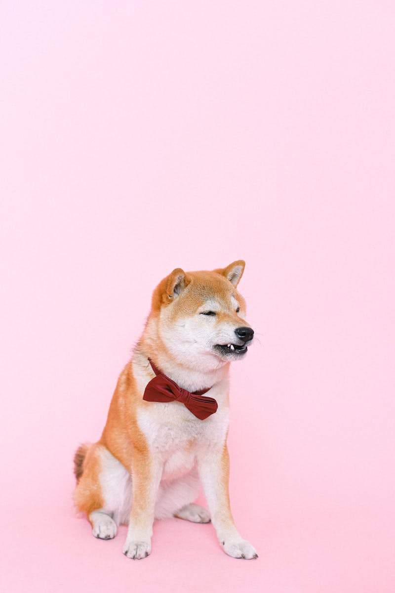 PetGearLabs - Expert Pet Equipment Reviews