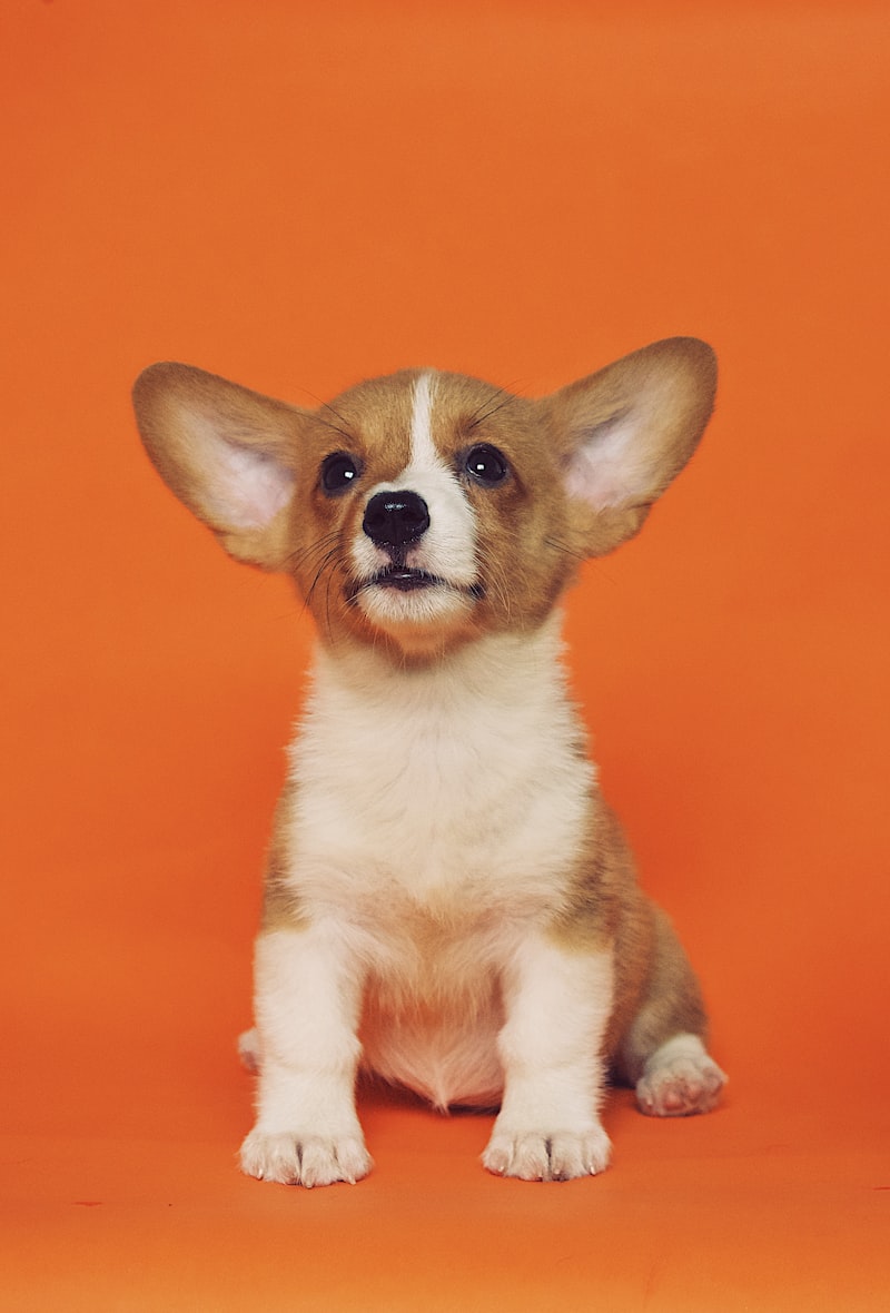 PetGearLabs - Expert Pet Equipment Reviews